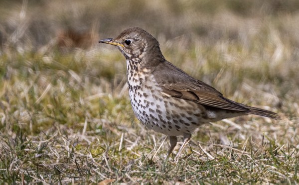 LAULURASTAITA ON MONIA PÄIVITTÄIN