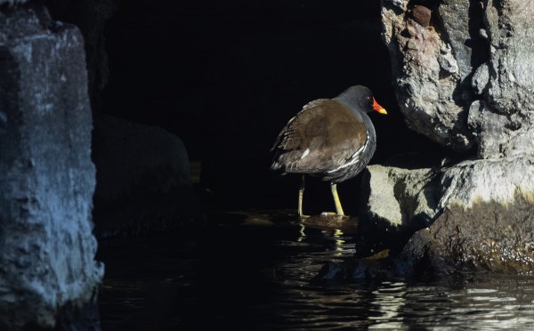 HIIRIPÖLLÖ LAMMASHAASSA JA LIEJUKANA RANTAVAJOJEN NURKILLA