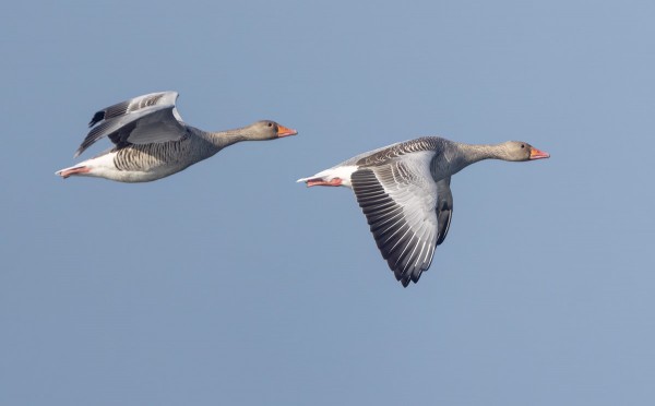 MERIHANHIA NÄKYY PÄIVITTÄIN
