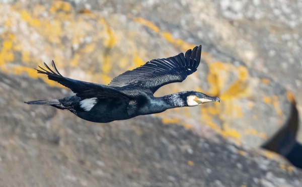 MERIMETSOT OVAT NYT KOMEASSA JUHLAPUVUSSA