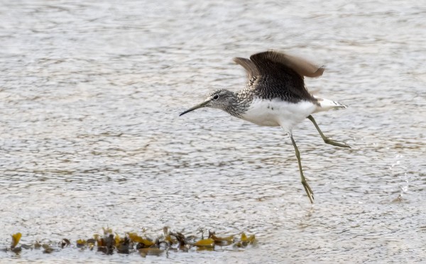 METSÄVIKLO KOULUN LAHDELLA