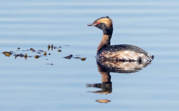 MUSTAKURKKU-UIKUT SAAPUIVAT MYÖHÄÄN TÄNÄ KEVÄÄNÄ
