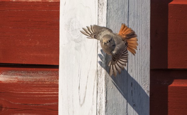 MUSTALEPPÄLINTU HAKI RUOKAA TALON SEINUSTALTA