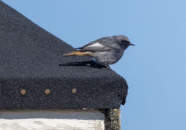 MUSTALEPPÄLINTUJA ON USEITA JOKA PÄIVÄ