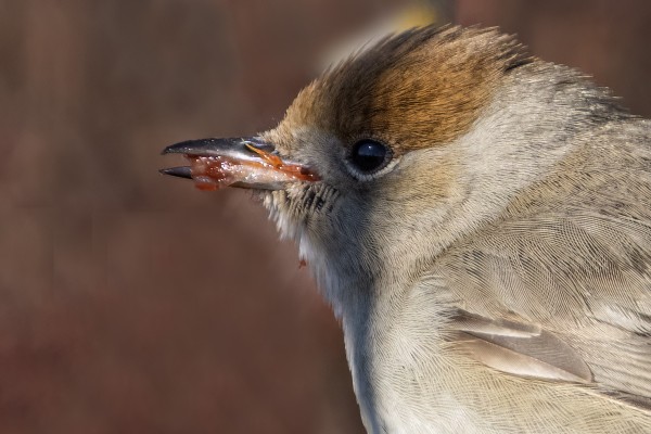 MUSTAPÄÄKERTTU LÖYSI HETI JOTAIN SYÖTÄVÄÄ