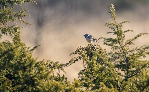 MUSTAPÄÄTASKU LÖYTYI JÄLLEEN ITÄNIITYLTÄ