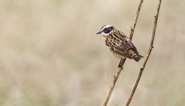PENSASTASKUJA ON OLLUT VASTA MUUTAMA