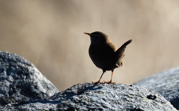 PEUKALOISTEN MUUTTO ON KÄYNNISSÄ