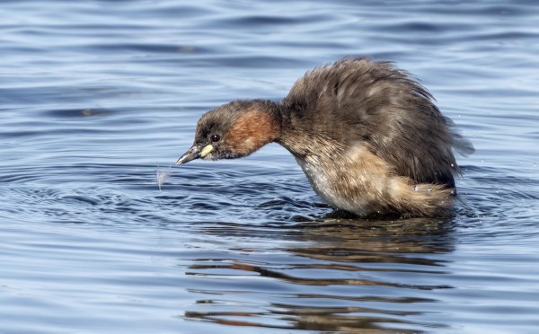 PIKKU-UIKKU "PYYDYSTI" OMAA HÖYHENTÄÄN