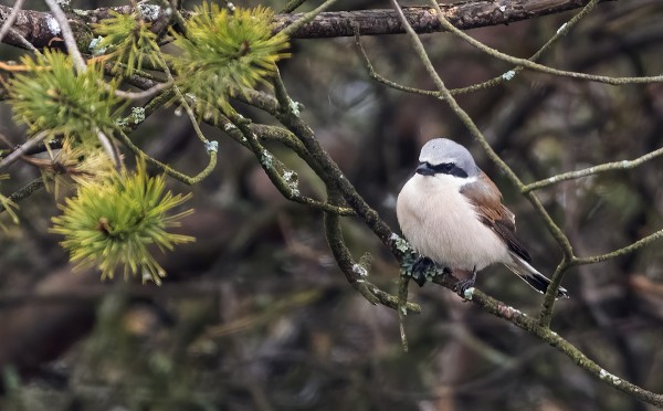 TÄMÄNPÄIVÄINEN KOIRAS PIKKULEPINKÄINEN