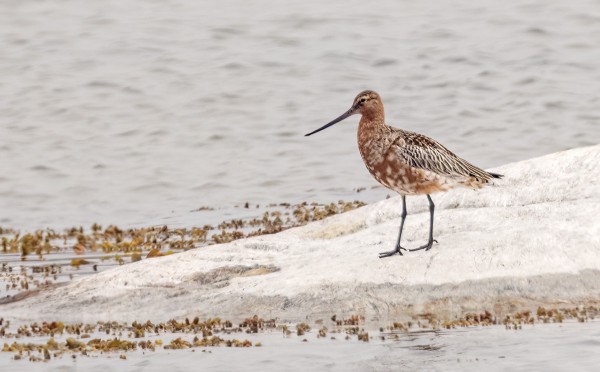 ITÄRANNALLA KÄVÄISSYT PUNAKUIRI