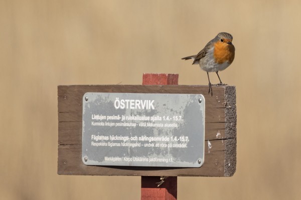 VIELÄ MUISTUTUS ITÄRANNAN RAUHOITUKSESTA - POLKUA PENKEILLE, EI EDEMMÄS, JA POLKUA TAKAISIN. KIITOS!