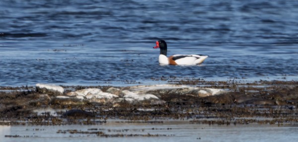 RISTISORSA KÄVÄISEE LIKI PÄIVITTÄIN ITÄRANNALLA MUTTA EI PESI ENÄÄ IHAN LÄHELLÄ PÄÄSAARTA