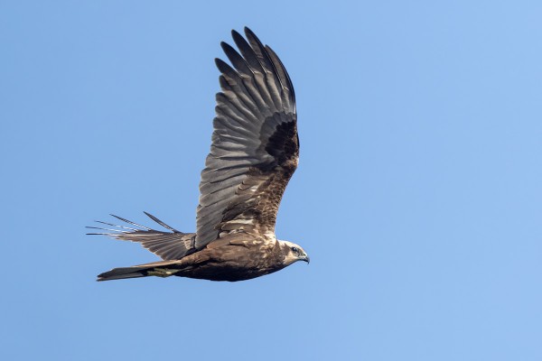 KEVÄÄLLÄ UTÖSSÄ NÄKEE NIUKASTI PETOLINTUJA, SYKSYLLÄ ON TOISIN. TÄSSÄ TÄMÄNPÄIVÄINEN RUSKOSUOHAUKKA.