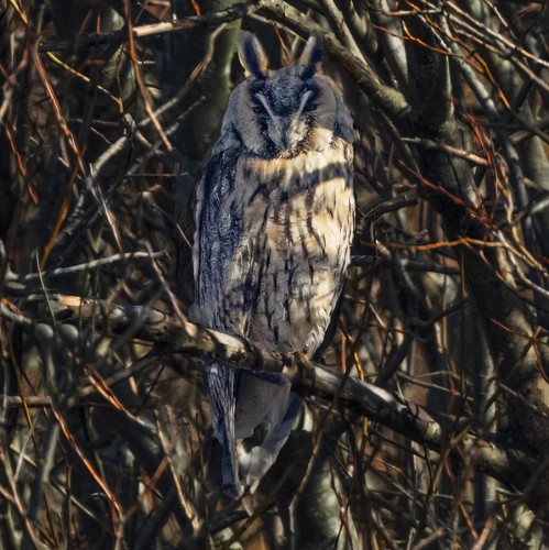 SARVIPÖLLÖ ON JO KOLME PÄIVÄÄ LYMYILLYT RARIPUSKASSA