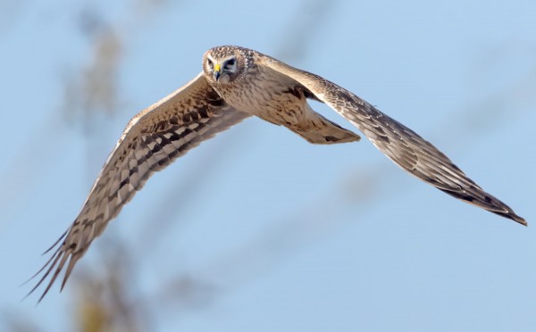 SINISUOHAUKKA ITÄNIITYLLÄ