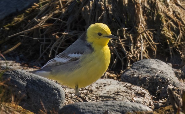 KOIRAS "SITTIS" ITÄRANNALLA