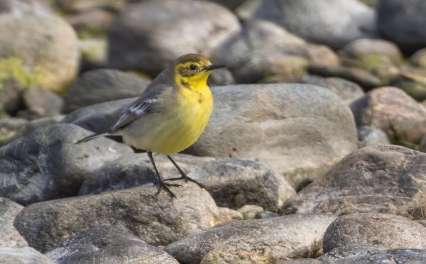 TÄNÄÄN SAMOILLE KULMILLE ILMESTYI NAARAS SITRUUNAVÄSTÄRÄKKI