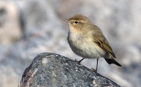 TILTALTTEJA ON PÄIVITTÄIN USEITA