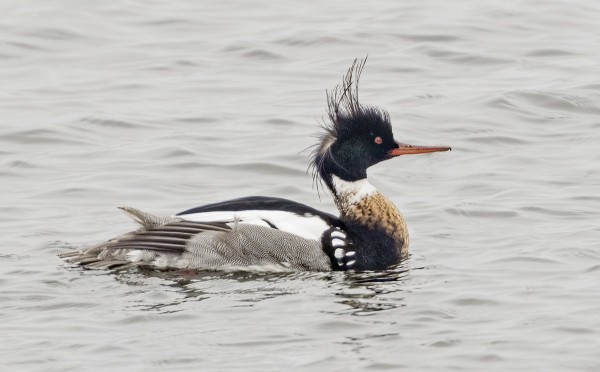 TUKKAKOSKELOLLA TUKKA SEKAISIN
