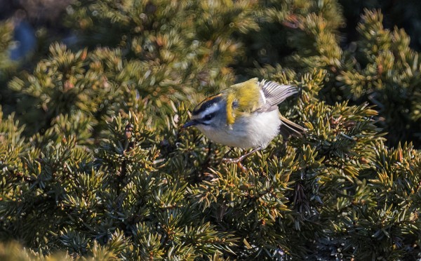 TUULI PÖRRÖTTÄÄ TULIPÄÄHIPPIÄISTÄ AVOIMESSA ETELÄNIEMESSÄ