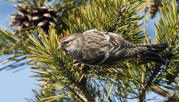 URPIAINEN YRITTÄÄ EHKÄ TAAS PESIÄ SAARESSA