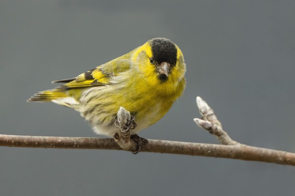 VIHERVARPUSIA ON MUUTAMA PÄIVÄSSÄ