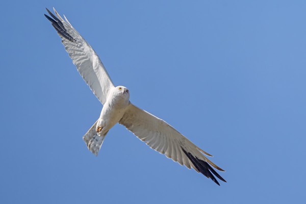 VANHA AROSUOHAUKKAKOIRAS ITÄNIITYN REUNALLA