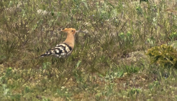 HARJALINTU LÖYTYI ENSIN JA PYSYTTELI KOKO PÄIVÄN SAARESSA
