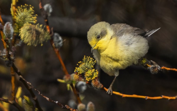 HERNEKERTTU ON VÄRJÄNNYT ITSENSÄ KAUNIIN KELTAISEKSI PAJUPENSAAN SIITEPÖLYSSÄ