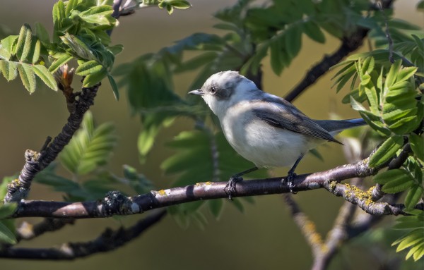 TÄNÄÄN LÖYSIMME OMITUISEN VÄRISEN JA SEPELKAULAISEN, HERNEKERTUN