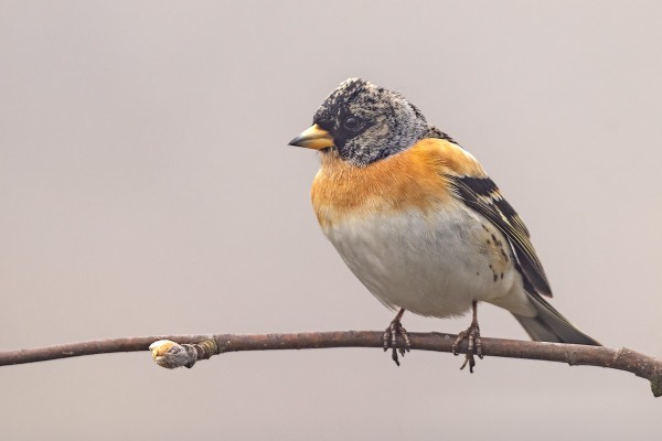 JÄRRIPEIPPOJA ON VIELÄ LÄHES 10 YKSILÖÄ PÄIVÄSSÄ