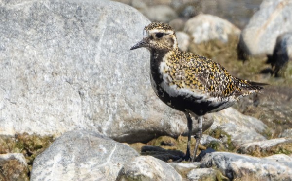 KAPUSTARINTA OLESKELEE ITÄRANNALLA
