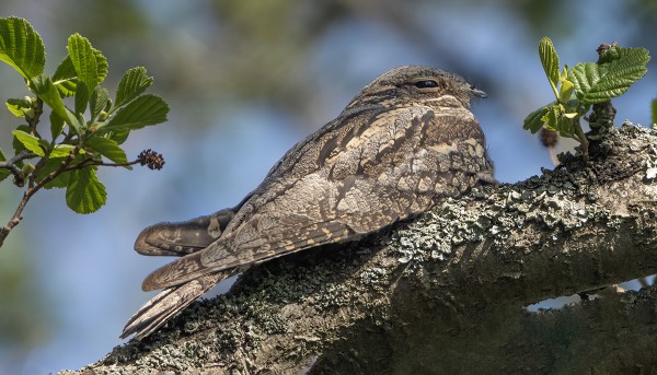 KEHRÄÄJIÄ ON MUUTAMA LÖYTYNYT VIIME PÄIVINÄ