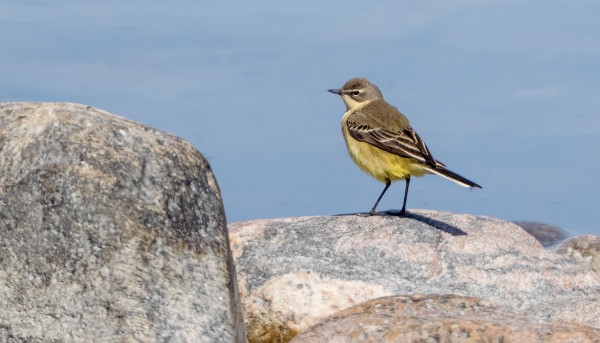 KELTAVÄSTÄRÄKKIEN MUUTTO JATKUU VIELÄ