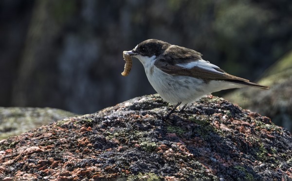 KIRJOSIEPPOJAKIN ON VIELÄ VÄHÄN