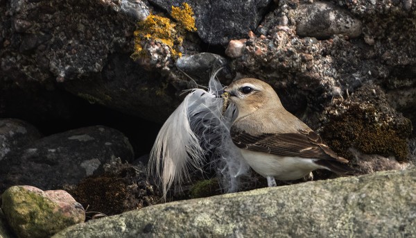 KIVITASKU PEHMUSTAA PESÄKOLOAAN KOMEILLA HÖYHENILLÄ