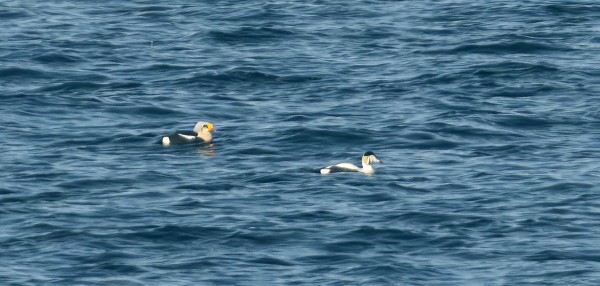 KYHMYHAAHKA PATTERINIEMEN RANNALLA KUVATTUNA LUOTSIASEMAN TUNTUMASTA