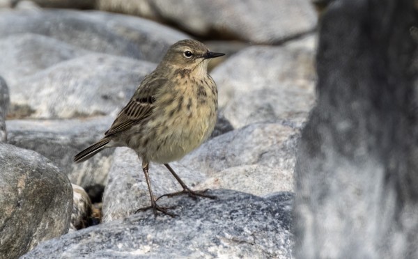 LUOTOKIRVISIÄ ON SAARESSA PÄIVITTÄIN USEITA, REVIIRI MM ETELÄKÄRJESSÄ