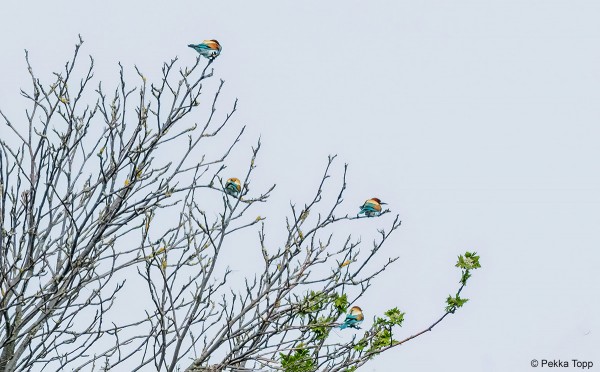 MEHILÄISSYÖJÄT VIIPYIVÄT VAIN MUUTAMIA MINUUTTEJA (Kuva: Pekka Topp)