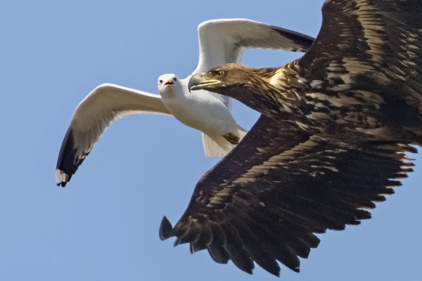 PESIVÄ KALALOKKI HERMOSTUI OHILENTÄVÄSTÄ NUORESTA MERIKOTKASTA