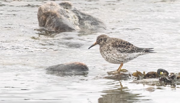 MERISIRRIT VAIHTAVAT KESÄPUKUUN