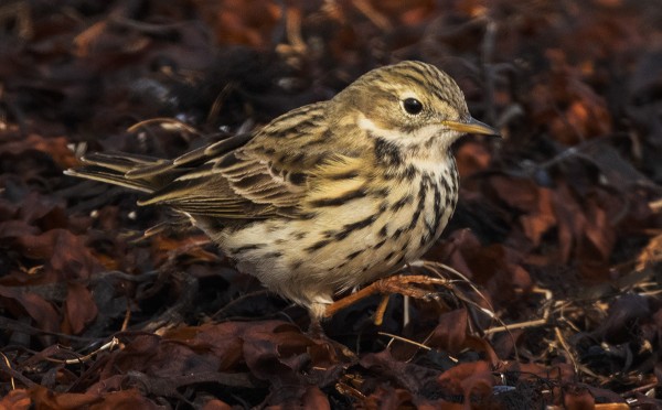 NIITTYKIRVISTEN MUUTTO JATKUU EDELLEEN