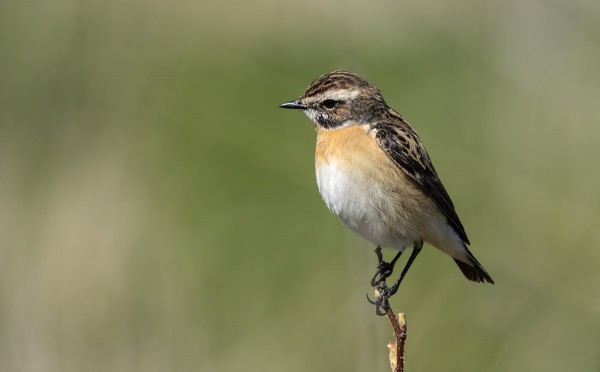PENSASTASKUJA ON VAIN MUUTAMA PÄIVÄSSÄ
