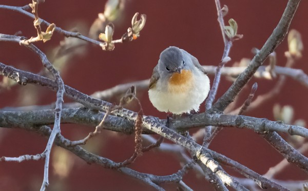 KEVÄÄN EKA PIKKUSIEPPO