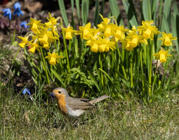 PUNARINTOJEN MUUTTO ALKAA JO HIIPUA