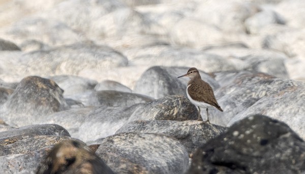 RANTASIPI ON UTÖSSÄ MELKO VÄHÄLUKUINEN MUUTTAJA