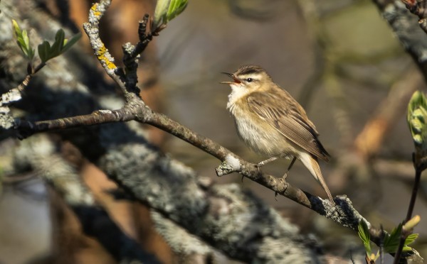 RUOKOKERTTUSET SAAPUIVAT