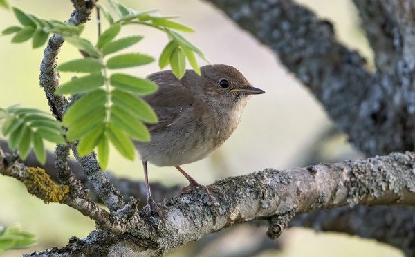 SATAKIELIÄ LAULAA JA LYMYILEE SAARESSA