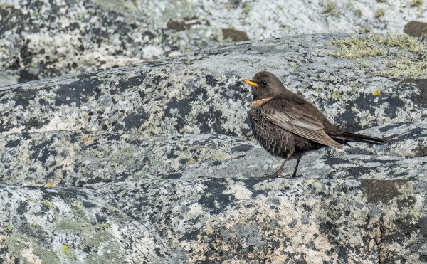 SEPELRASTAS KOMPOSTORIN TAKAKALLIOILLA (Kuva: Outi Sarjakoski)